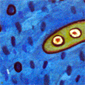 Pintura al oleo sobre tela